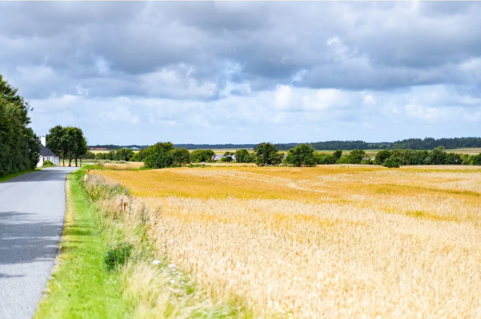 En landevej langs kornmarker